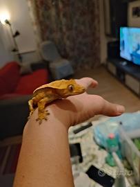 geco cialiatus + teca