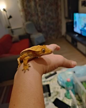 geco cialiatus + teca