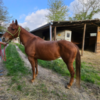 Cavalla quarter horse 8 anni