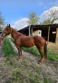 Cavalla quarter horse 8 anni