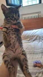 6 gattini tigrati di 5 settimane a reggio emilia