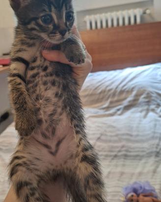 6 gattini tigrati di 5 settimane a reggio emilia