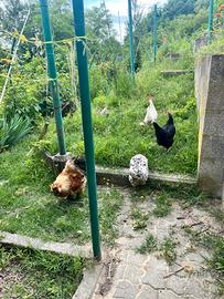Galline e un gallo