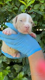 American PITBULL UKC vedrai a 3 mesi