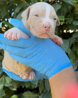 American PITBULL UKC vedrai a 3 mesi