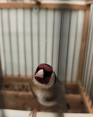 Cardellino per accoppiamento