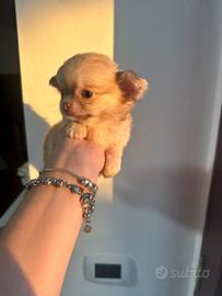 Cucciolo Chihuahua mini toy