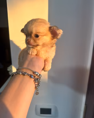 Cucciolo Chihuahua mini toy