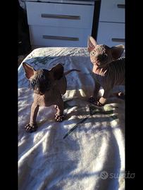 Cuccioli di sphynx con pedigree