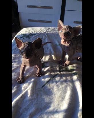 Cuccioli di sphynx con pedigree