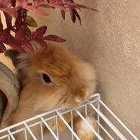 Coniglio animali