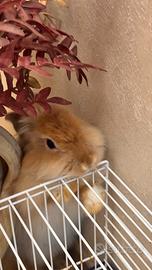 Coniglio animali