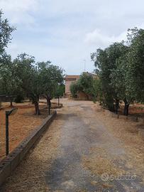 Via collegiata