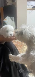 Maltese toy