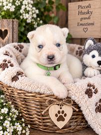 Siberian Husky