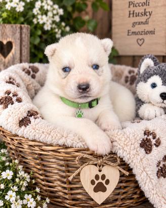 Siberian Husky