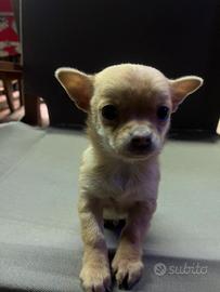 Cucciolo di chihuahua