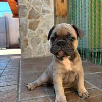 Bulldog Francese