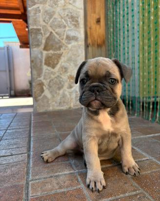 Bulldog Francese