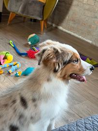 Cuccioli border collie
