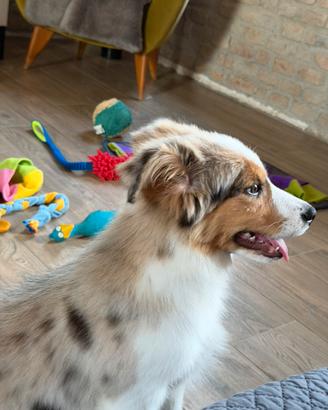 Cuccioli border collie