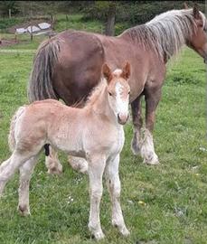 Cavalla TPR con puledro