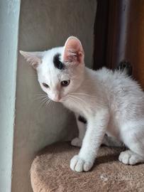 Pinky gattino 3 mesi