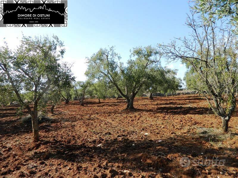 TRULLO con LAMIA e 8200mq TERRENO - AGRO DI OSTUNI - Vista 6