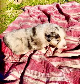 Pastore australiano Australian Shepherd cuccioli
