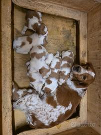 Breton maschio 0 anni