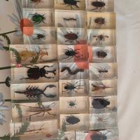 collezione di insetti da tutto il mondo 