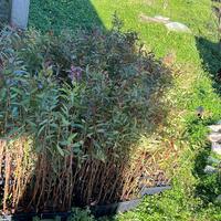 Piantine di eucaliptus