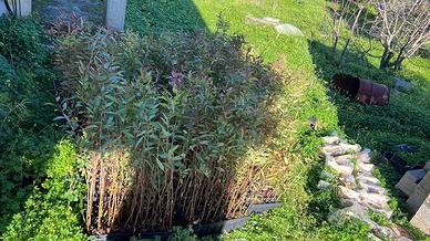 Piantine di eucaliptus