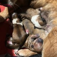 Chihuahua maschio e femmina