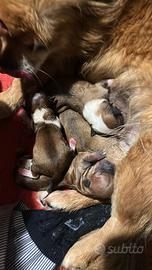 Chihuahua maschio e femmina