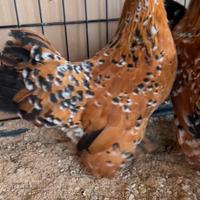 Galline Sabelpoot