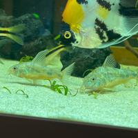 2 coppie Corydoras