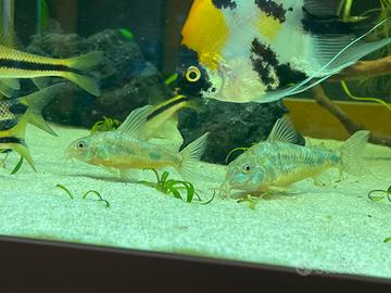 2 coppie Corydoras