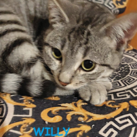 Willy micio tigrato di 4 mesi