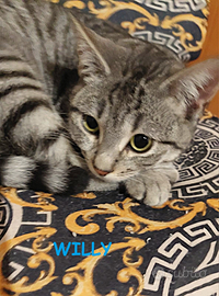 Willy micio tigrato di 4 mesi