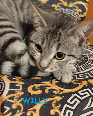Willy micio tigrato di 4 mesi