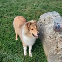 Cuccioli pastori scozzesi pelo lungo-