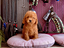 Immagine 27