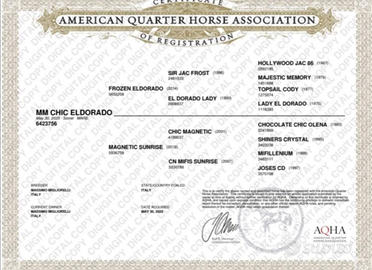 Quarter horse puledra