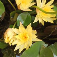 Ninfea messicana (Nymphaea mexicana)