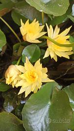 Ninfea messicana (Nymphaea mexicana)