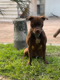 American Pitbull Terrier di altissima genealogia