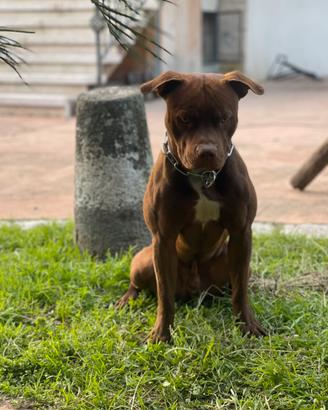 American Pitbull Terrier di altissima genealogia