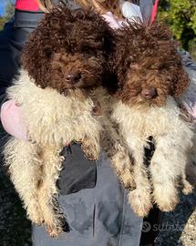 Lagotto Romagnolo puro