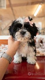 Cuccioli di Shih Tzu Disponibili